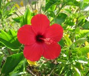red hibiscus.jpg