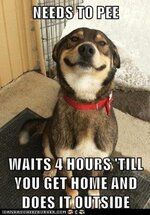Dog meme.jpg