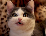 1656087517093.png 1656087517093.png