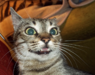 1656126405905.png 1656126405905.png