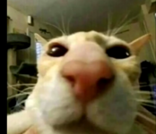 guh.png