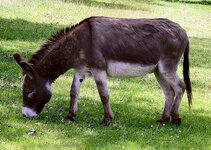 640px-Donkey_in_Clovelly,_North_Devon,_England.jpg