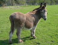 976px-Donkey_J1.jpg