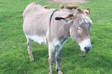 Donkey.jpg