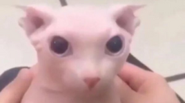 1670187686369.png