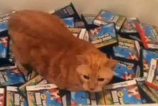 cat5.PNG