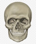 skull 2.jpg