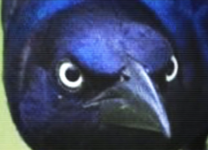 image (1).png