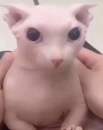 1684518649090.png 1684518649090.png