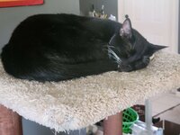 mycat.jpg mycat.jpg
