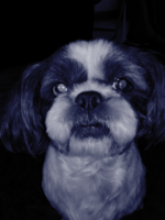 blue dog.png
