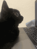 IMG_9975.gif
