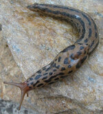 Great-grey-slug.jpg Great-grey-slug.jpg