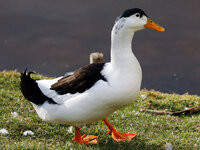 Magpie_Duck,_drake_(cropped).jpg