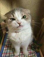 angry-cat.jpg