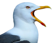 1707931813052.png