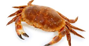 Crab-body-7f9ae78.jpg