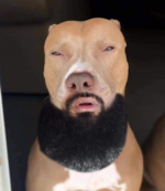 hard ass dog.png