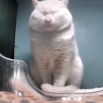 1715116998481.png