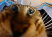 cateat.gif cateat.gif