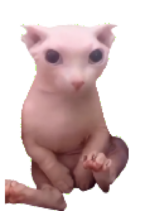 R.png