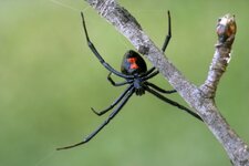 female-black-widow-spider-on-a-branch-royalty-free-image-1723749813.jpg