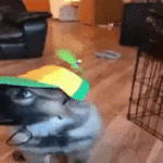 derpatron6000 - 1849277600981832056.gif