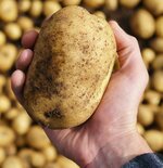 Potato.jpg Potato.jpg