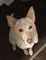 dog-leash.gif