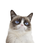 pngimg.com - cat_PNG50498.png