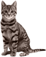 1762364017899.png
