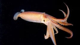 squid1.png
