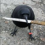 Bird.jpg