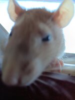 rat.jpg rat.jpg