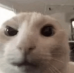 1765305068398.png