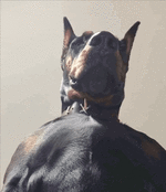 indigoingot-drool.gif