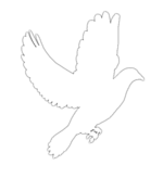 dove.png