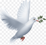 png-transparent-white-dove-illustration-information-tinglev-sogn-peace-colombe-photography-bir...png