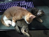 kitties.jpg