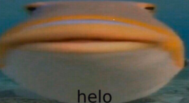 helo-fish-.png