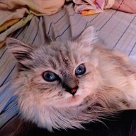 Quinn