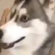 Husky