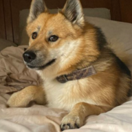 Dogtrixie