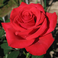 Mr_Rose