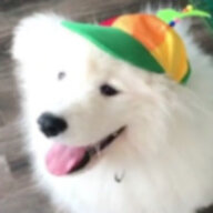 puppy