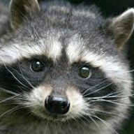 Raccoon Man
