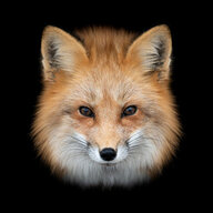 FoxInTheBox