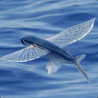 FlyingFish