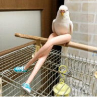 BirdFeetGaming
