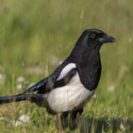 hogrider